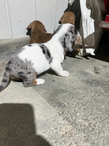Dachshund Arlequim (salsichas )