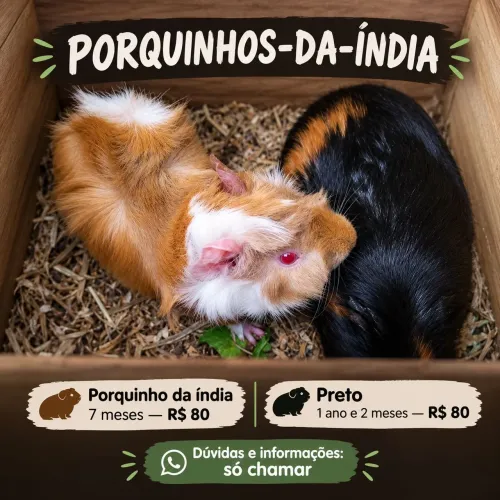 Porquinho da índia