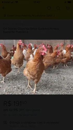 GALINHA DIRETO DA FAZENDA