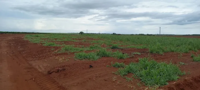 Fazenda de café no triângulo mineiro 