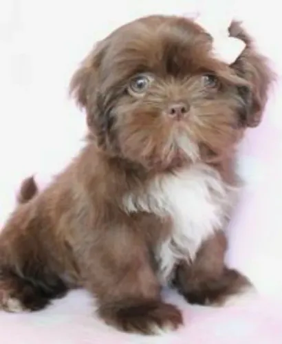 Shih Tzu cores lindas