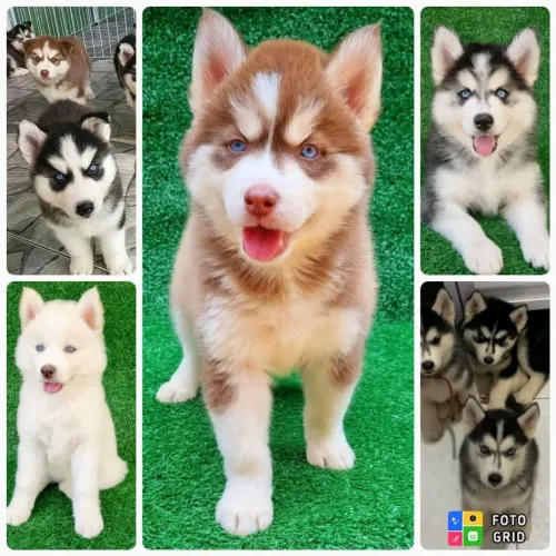 Filhotes de Husky Siberiano