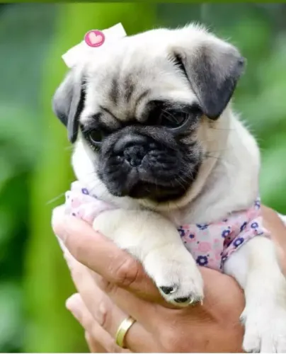 Pug Fêmea - Lindinha e Carinhosa