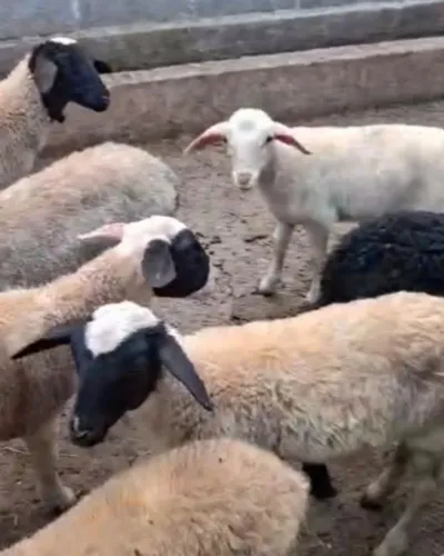 Filhote de ovelha santa inês Embu Guaçu 