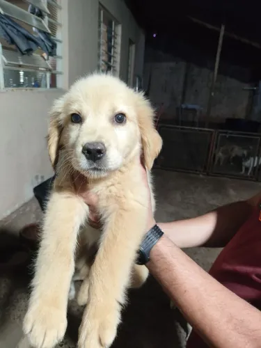 Golden Retriever Macho 