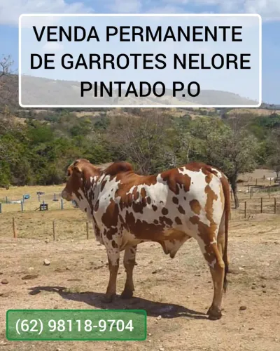 Garrote Nelore Pintado P.O - Vendo
