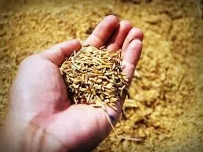 Palha de Arroz: A Solução Sustentável para o seu Negócio!