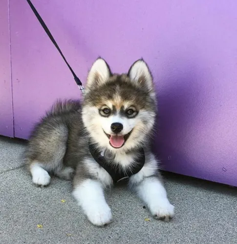 Filhotes de Husky Siberiano disponível 