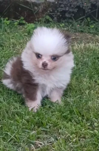 Lindos filhotes de spitz alemão 