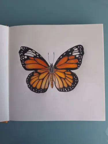 Desenho Pintura original 21 x 21 Borboleta