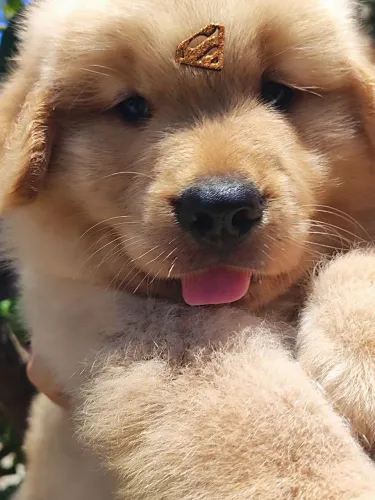 Bebês Golden Retriever filhotes disponível 