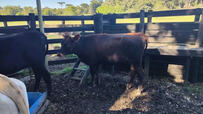 Vaca jercey
