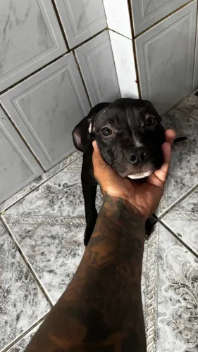 Filhote de American Bully 