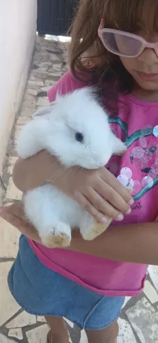 Coelho
