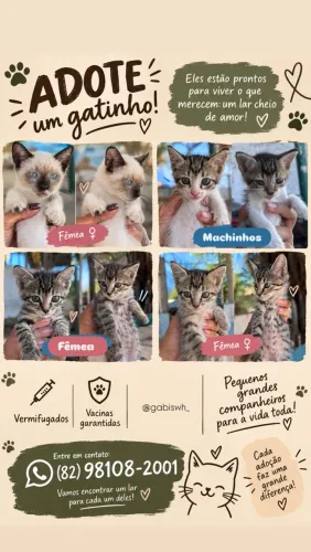 Gatinhos pra adoção responsável