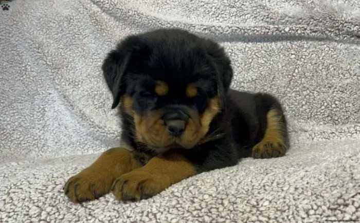 Rottweiler Macho/Fêmea - Pronta Entrega