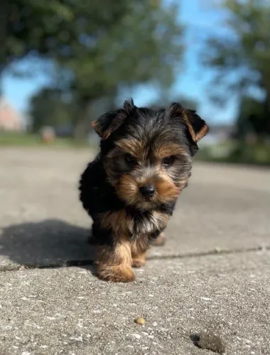 Yorkshire femea mini princesa