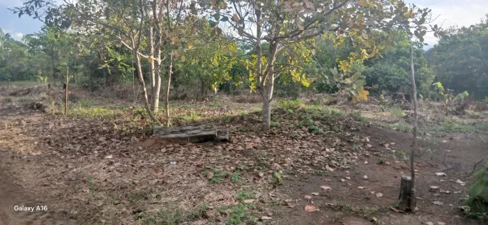 Vendo um terreno em belterra valor 8 mil. Aberto pra negociação