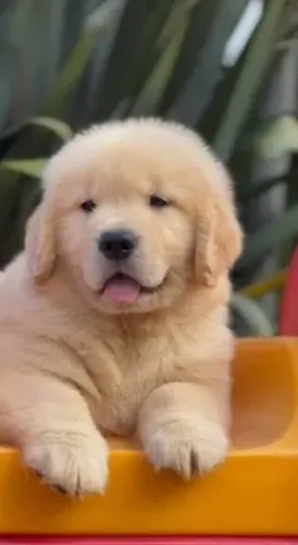 GOLDEN RETRIVER ESTILO EUROPEU 3000