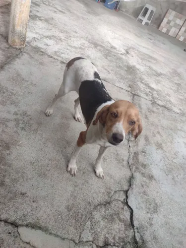 Cadela Fox Hound Americano | 1 ano e 2 meses para aprender