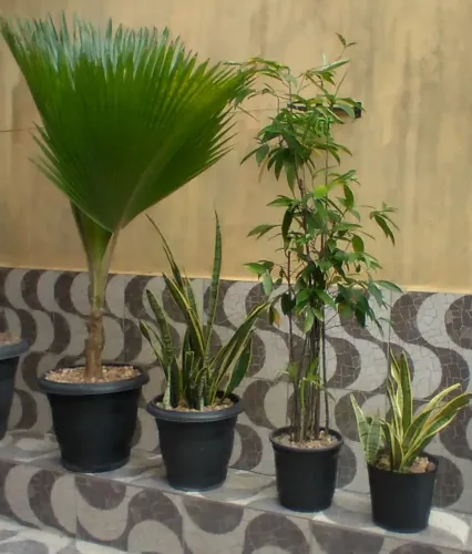 Vendo plantas ornamentais 