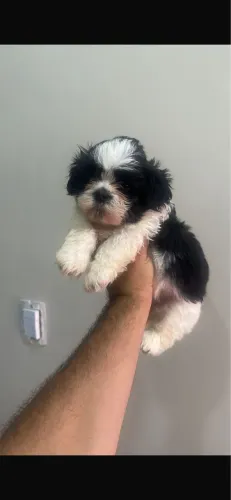 Shih-tzu com 75 dias vacinado