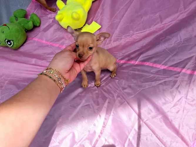 Pinscher baby machinho