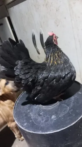 Vende-se lote de galinzé 8 por 240.
