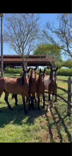 Vendo potros e potras registrados no mangalarga marchador