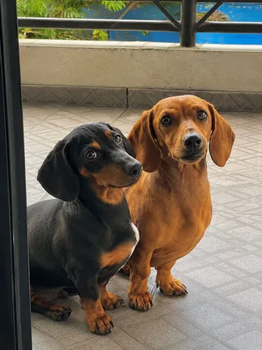  Cachorro dachshund 