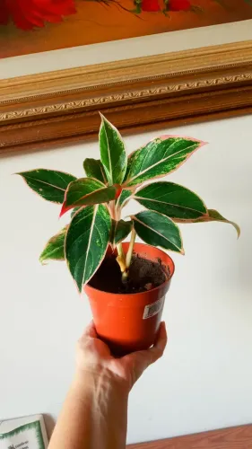 Aglonema Pink Aurora -Um toque de Beleza , Delicadeza e Cor em Qualquer Espaço