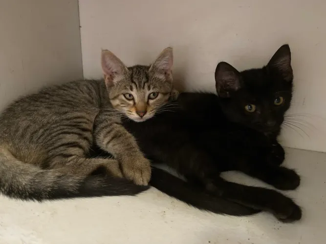 Gatos para doação
