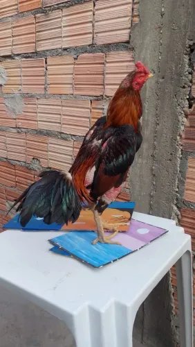 Galo carioca