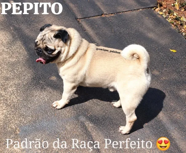 CRUZA de PUG ABRICÓ com CBKC (Leia a Descrição)