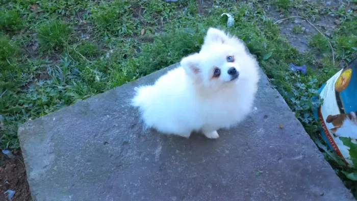 Macho de Lulu da Pomerania, 5 meses.