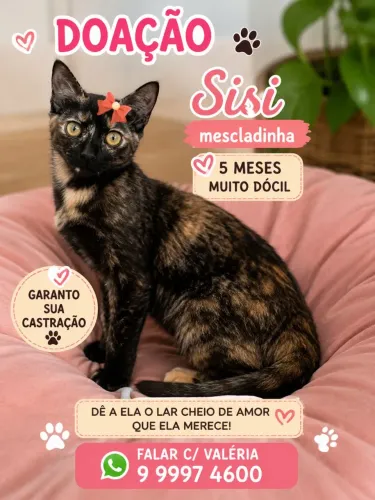 SISI MESCLADINHA