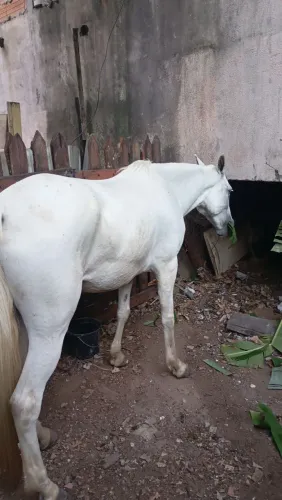 Vende se égua marcha picada