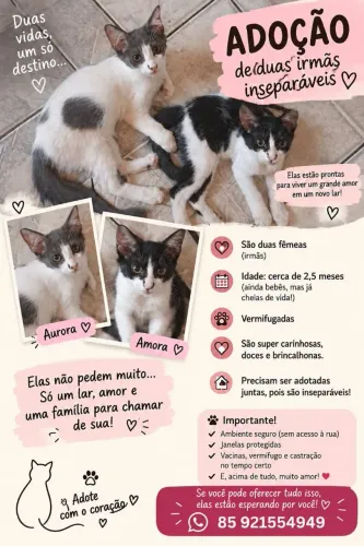 Adoção de gatinhas