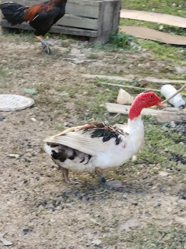 Vende-se patos
