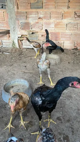 Frangas carioca
