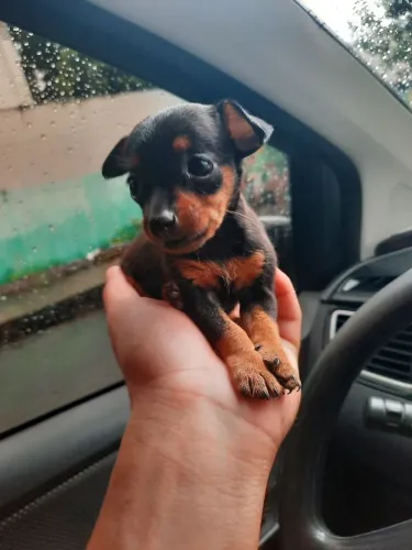 Pinscher Zero Femea Disponível procedência