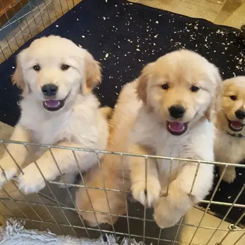 Golden retriever docil e inteligente