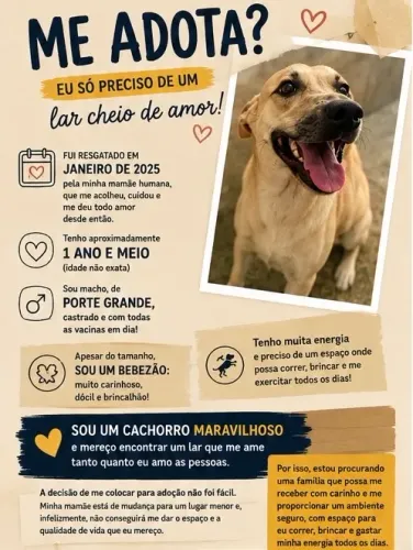 Adoção de cachorro 