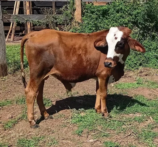 Mini boi