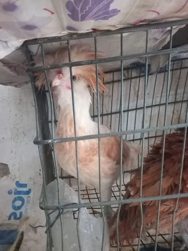 Frango ornamental Polones 