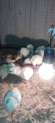 Vendo pintos indiano,e pinto caipira
