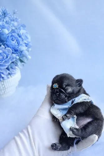 Pug macho