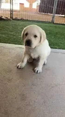 Labrador filhotes de varias cores 