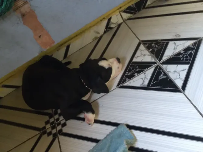 Vendo filhote de pit Bull