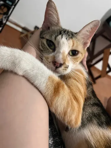 DOAÇÃO DE GATINHA MUITO CARINHOSA 